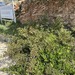 Golden Samphire - Photo (c) 5ο ΕΚ ΑΝΑΤΟΛΙΚΗΣ ΑΤΤΙΚΗΣ, some rights reserved (CC BY), uploaded by 5ο ΕΚ ΑΝΑΤΟΛΙΚΗΣ ΑΤΤΙΚΗΣ
