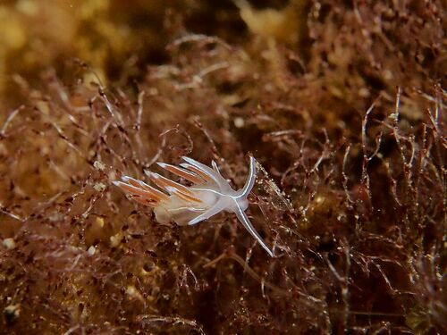 Striped Fjordia - Photo (c) xavi salvador costa, some rights reserved (CC BY-NC)