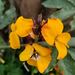 Wallflowers - Photo (c) Μαριλένα Κρουστάλλη/Marilena Kroustalli, some rights reserved (CC BY), uploaded by Μαριλένα Κρουστάλλη/Marilena Kroustalli