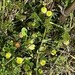 Hop Trefoil - Photo (c) 5ο ΕΚ ΑΝΑΤΟΛΙΚΗΣ ΑΤΤΙΚΗΣ, some rights reserved (CC BY), uploaded by 5ο ΕΚ ΑΝΑΤΟΛΙΚΗΣ ΑΤΤΙΚΗΣ