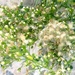 Horseweed - Photo (c) Αλεξάνδρα Τσαμπουνάρα, some rights reserved (CC BY), uploaded by Αλεξάνδρα Τσαμπουνάρα