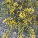 Gorse - Photo (c) Xavier Llopis, some rights reserved (CC BY), uploaded by Xavier Llopis