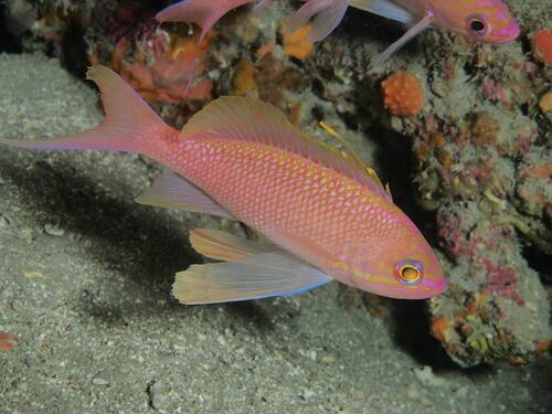 Lyretail Anthias - Photo (c) xavi salvador costa, some rights reserved (CC BY-NC)