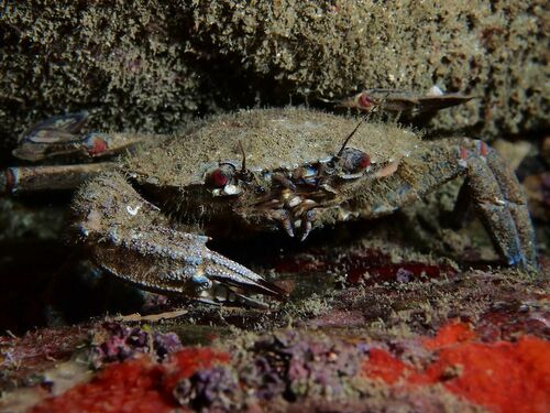 Velvet Swimming Crab - Photo (c) xavi salvador costa, some rights reserved (CC BY-NC)