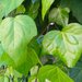 Canary Islands Ivy - Photo (c) Μαριλένα Κρουστάλλη/Marilena Kroustalli, some rights reserved (CC BY), uploaded by Μαριλένα Κρουστάλλη/Marilena Kroustalli