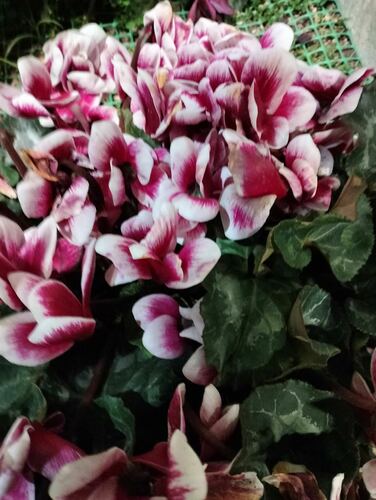 Spring Sowbread (Cyclamen repandum) · MINKA