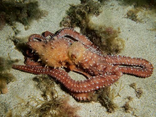 Atlantic White-spotted Octopus - Photo (c) xavi salvador costa, some rights reserved (CC BY-NC)