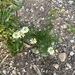 Scentless False Mayweed - Photo (c) 5ο ΕΚ ΑΝΑΤΟΛΙΚΗΣ ΑΤΤΙΚΗΣ, some rights reserved (CC BY), uploaded by 5ο ΕΚ ΑΝΑΤΟΛΙΚΗΣ ΑΤΤΙΚΗΣ