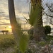 Dwarf Palmetto - Photo (c) 5ο ΕΚ ΑΝΑΤΟΛΙΚΗΣ ΑΤΤΙΚΗΣ, some rights reserved (CC BY), uploaded by 5ο ΕΚ ΑΝΑΤΟΛΙΚΗΣ ΑΤΤΙΚΗΣ