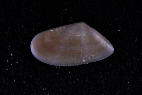 Donax semistriatus - Photo (c) xavi salvador costa, some rights reserved (CC BY-NC)