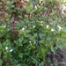 White Hedge-Nettle - Photo (c) Αλεξάνδρα Τσαμπουνάρα, some rights reserved (CC BY), uploaded by Αλεξάνδρα Τσαμπουνάρα
