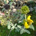 Jerusalem Sage - Photo (c) Αλεξάνδρα Τσαμπουνάρα, some rights reserved (CC BY), uploaded by Αλεξάνδρα Τσαμπουνάρα