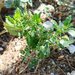 Nettle-leaved Goosefoot - Photo (c) Μαριλένα Κρουστάλλη/Marilena Kroustalli, some rights reserved (CC BY), uploaded by Μαριλένα Κρουστάλλη/Marilena Kroustalli