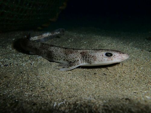 Small-spotted Catshark - Photo (c) xavi salvador costa, some rights reserved (CC BY-NC)