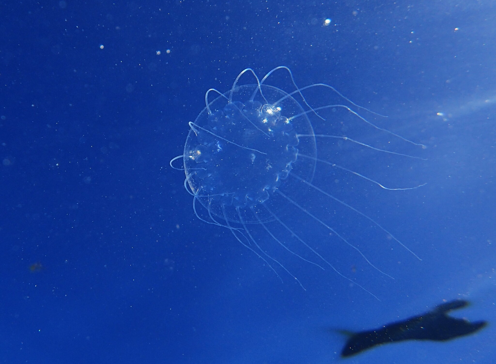 Solmissus albescens (Gegenbaur, 1857)