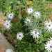 Blue-and-white Daisybush - Photo (c) Μαριλένα Κρουστάλλη/Marilena Kroustalli, some rights reserved (CC BY), uploaded by Μαριλένα Κρουστάλλη/Marilena Kroustalli