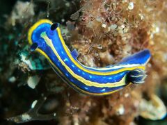 Tricolored Felimare - Photo (c) xavi salvador costa, some rights reserved (CC BY-NC)