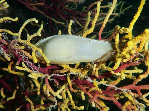 Nursehound - Photo (c) xavi salvador costa, some rights reserved (CC BY-NC)