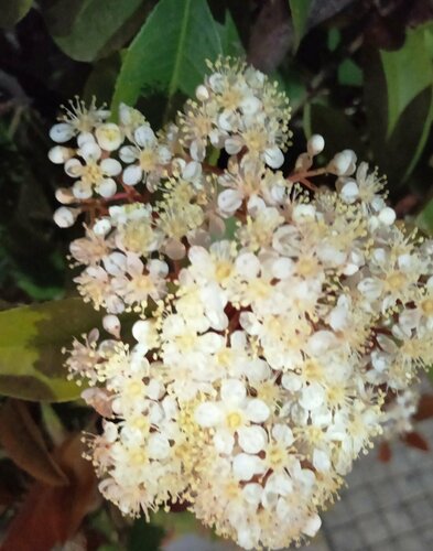 Christmas berries (Genus Photinia) · MINKA