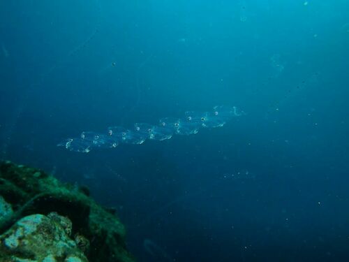 Typical Salps - Photo (c) xavi salvador costa, some rights reserved (CC BY-NC)