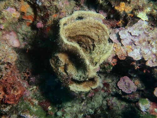 Calyx nicaeensis - Photo (c) xavi salvador costa, some rights reserved (CC BY-NC)