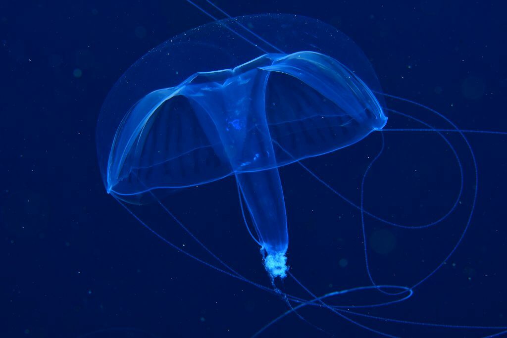 Geryonia proboscidalis (Forsskål, 1775)