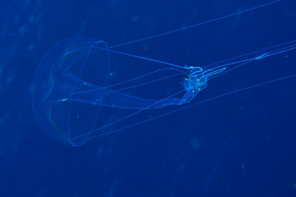 Geryonia proboscidalis (Forsskål, 1775)