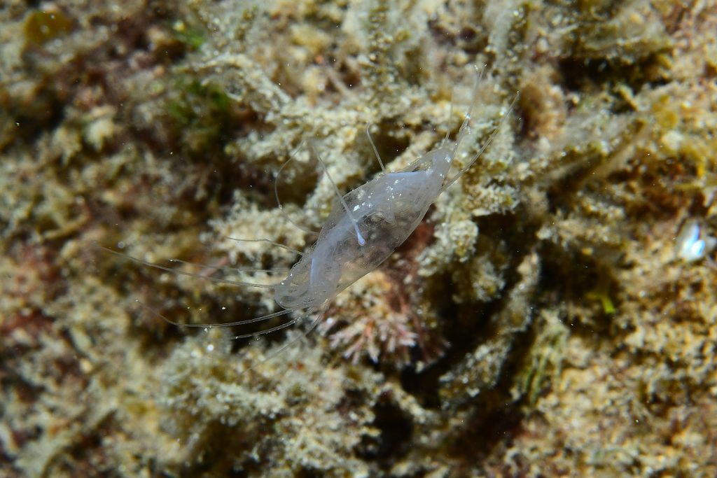 Solmissus albescens (Gegenbaur, 1857)