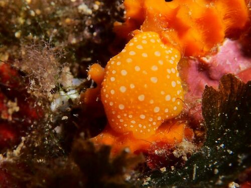 White-spotted Yellow Wart Slug - Photo (c) xavi salvador costa, some rights reserved (CC BY-NC)