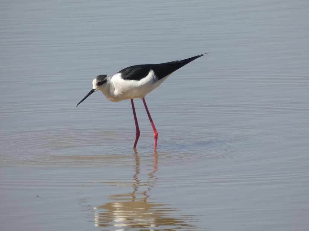 Stilts and Avocets - Photo (c) mediambient_ajelprat, some rights reserved (CC BY-NC), uploaded by mediambient_ajelprat