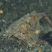 European Tadpole Shrimp - Photo (c) xavi salvador costa, some rights reserved (CC BY-NC), uploaded by xavi salvador costa