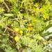 Golden Wreath Wattle - Photo (c) Μαριλένα Κρουστάλλη/Marilena Kroustalli, some rights reserved (CC BY), uploaded by Μαριλένα Κρουστάλλη/Marilena Kroustalli