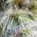 Needle Grasses - Photo (c) Μαριλένα Κρουστάλλη/Marilena Kroustalli, some rights reserved (CC BY), uploaded by Μαριλένα Κρουστάλλη/Marilena Kroustalli
