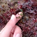 Lychaete pellucida - Photo (c) Ana Luísa Sinde-Mano, some rights reserved (CC BY-NC), uploaded by Ana Luísa Sinde-Mano