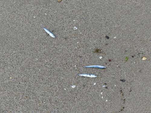 European Sardine - Photo (c) jordiruestesalba, some rights reserved (CC BY-NC)