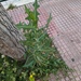 Prickly Lettuce - Photo (c) Αλεξάνδρα Τσαμπουνάρα, some rights reserved (CC BY), uploaded by Αλεξάνδρα Τσαμπουνάρα