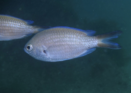 Damselfish - Photo (c) oriol_d, all rights reserved