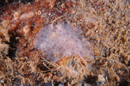 Spotted Foot Nudibranch - Photo (c) xavi salvador costa, some rights reserved (CC BY-NC)