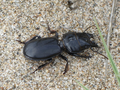 Scarites buparius - Photo (c) jordiruestesalba, some rights reserved (CC BY-NC)