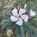 Oleander - Photo (c) marianna, some rights reserved (CC BY-NC)