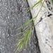 Foxtail Chess - Photo (c) Βαρβάκειο Πρότυπο Γυμνάσιο, some rights reserved (CC BY), uploaded by Βαρβάκειο Πρότυπο Γυμνάσιο
