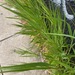 Barren Brome - Photo (c) Βαρβάκειο Πρότυπο Γυμνάσιο, some rights reserved (CC BY), uploaded by Βαρβάκειο Πρότυπο Γυμνάσιο