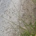 Agrostis - Photo (c) Βαρβάκειο Πρότυπο Γυμνάσιο, some rights reserved (CC BY), uploaded by Βαρβάκειο Πρότυπο Γυμνάσιο