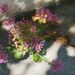 Valerian - Photo (c) Μαριλένα Κρουστάλλη/Marilena Kroustalli, some rights reserved (CC BY), uploaded by Μαριλένα Κρουστάλλη/Marilena Kroustalli
