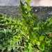 Creeping Thistle - Photo (c) Μαριλένα Κρουστάλλη/Marilena Kroustalli, some rights reserved (CC BY), uploaded by Μαριλένα Κρουστάλλη/Marilena Kroustalli