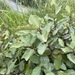 Broad-leaved Oleaster - Photo (c) Βαρβάκειο Πρότυπο Γυμνάσιο, some rights reserved (CC BY), uploaded by Βαρβάκειο Πρότυπο Γυμνάσιο