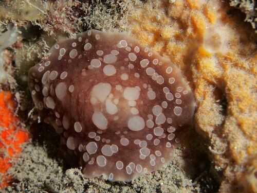 Spotted Berthella - Photo (c) xavi salvador costa, some rights reserved (CC BY-NC)