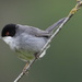 Sardinian Warbler - Photo (c) Vicenç Roig Vidal, some rights reserved (CC BY-NC), uploaded by Vicenç Roig Vidal