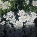 Candytufts - Photo (c) Anastasia Karagiorgi, some rights reserved (CC BY), uploaded by Anastasia Karagiorgi