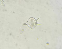 Protoperidinium - Photo (c) Jardí mediterrani de Can Boet - Mataró, some rights reserved (CC BY), uploaded by Jardí mediterrani de Can Boet - Mataró